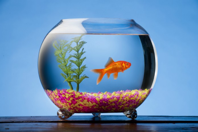 Nourrir des poissons dans un aquarium, quel dispositif utiliser ?